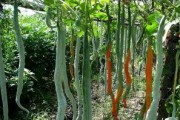 娱乐吃瓜酱竹子的生长速度,吃瓜酱竹子成焦点